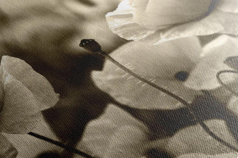 Obraz pole divých makov v sépiovom prevedení - 90x60