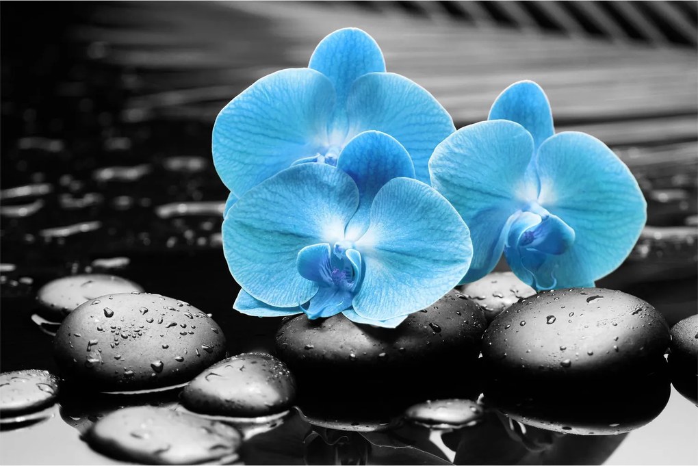 Obraz - Modrá orchidea (90x60 cm)