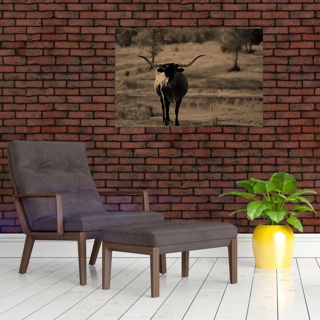 Obraz - Texaská krava (90x60 cm)