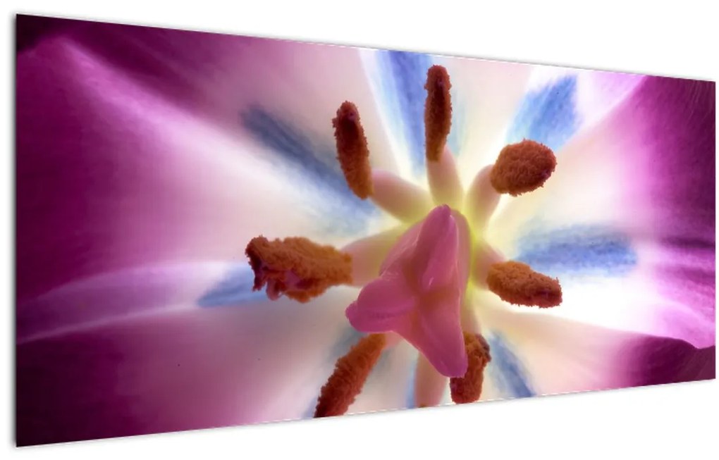 Obraz - Kvet tulipánu v detailu (120x50 cm)