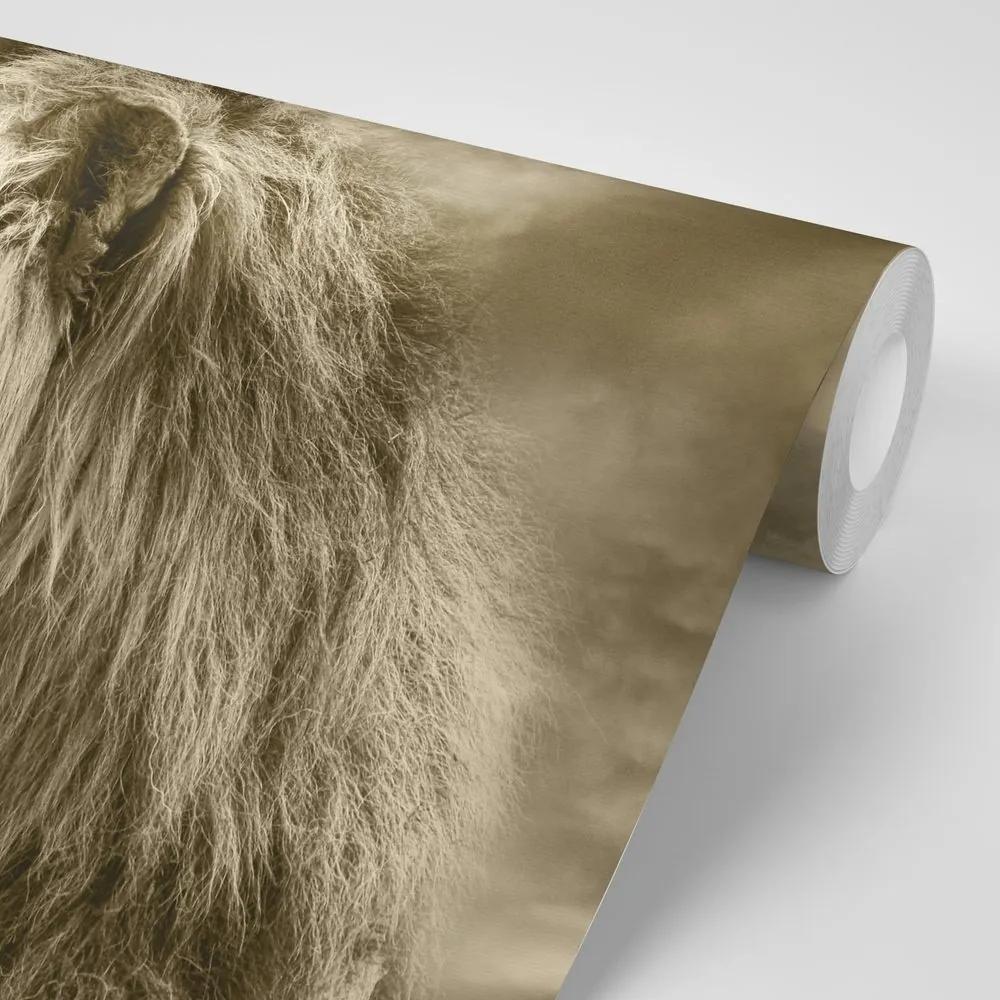 Samolepiaca tapeta africký lev v sépiovom prevedení - 450x300
