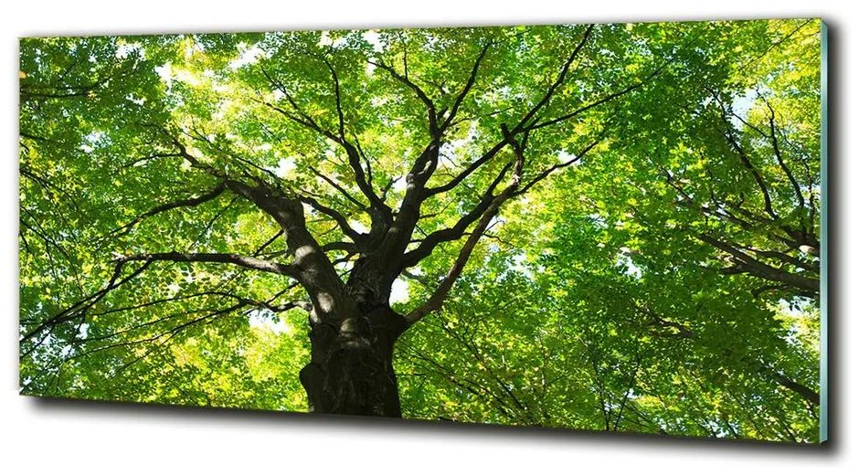 Foto-obraz fotografie na skle Zelený les cz-obglass-125x50-86959394