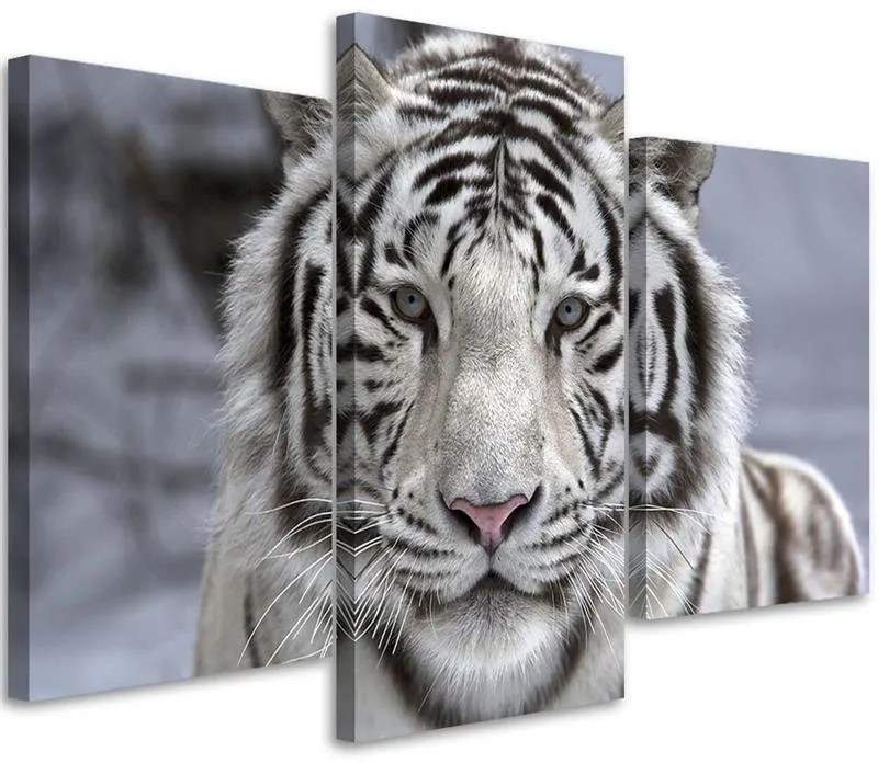 Gario Obraz na plátne Biely tiger v zime - 3 dielny Rozmery: 150 x 100 cm