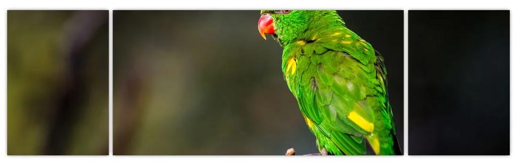 Obraz zeleného papagája