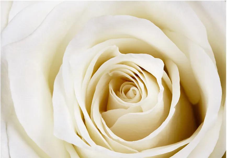 Fototapeta - Biela ruža 400x280 + zadarmo lepidlo