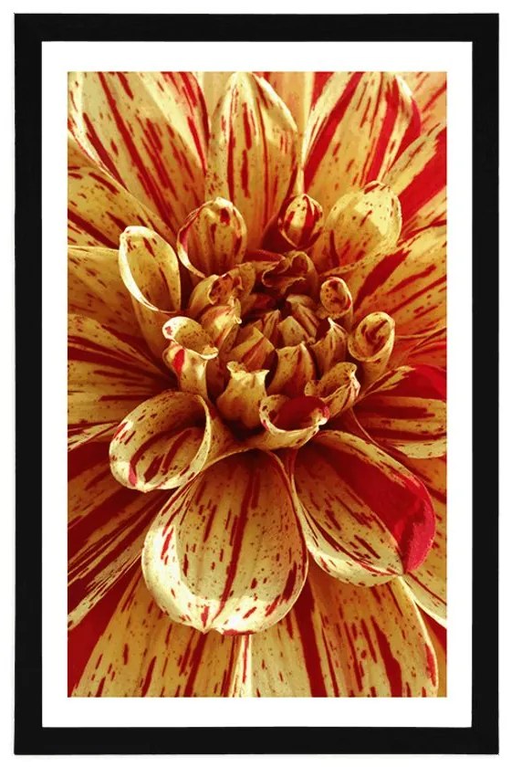 Plagát s paspartou exotická dália - 20x30 black