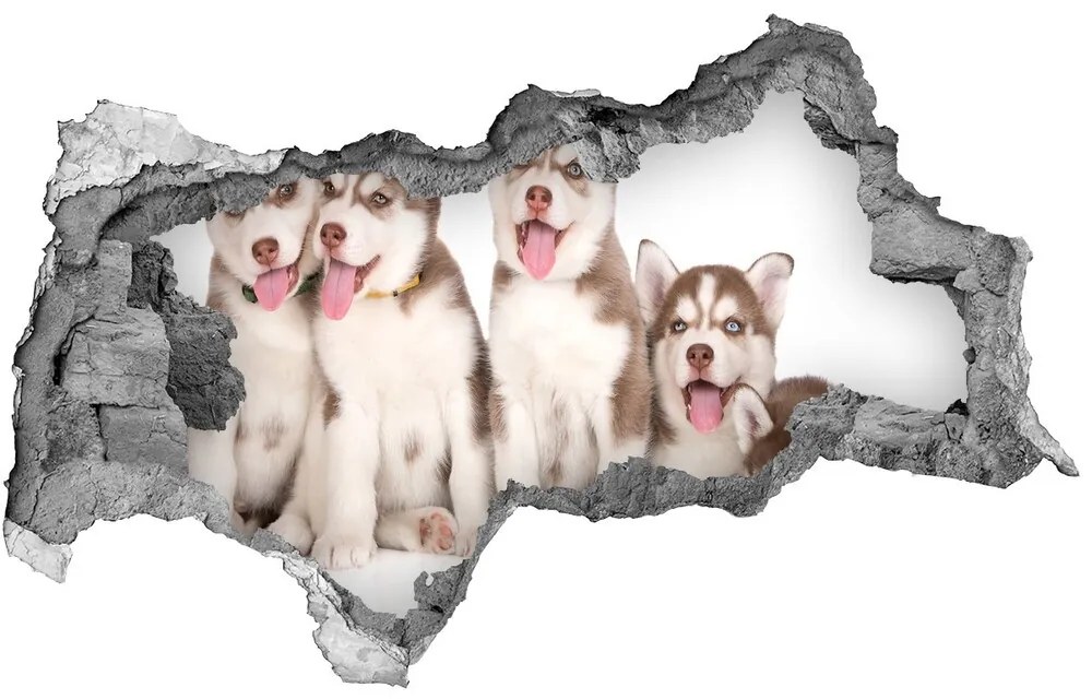 Diera 3D fototapeta nálepka Husky šteňatá nd-b-110309501