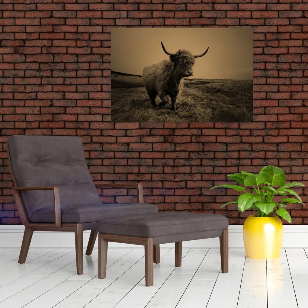 Obraz - Škótska krava v behu (90x60 cm)