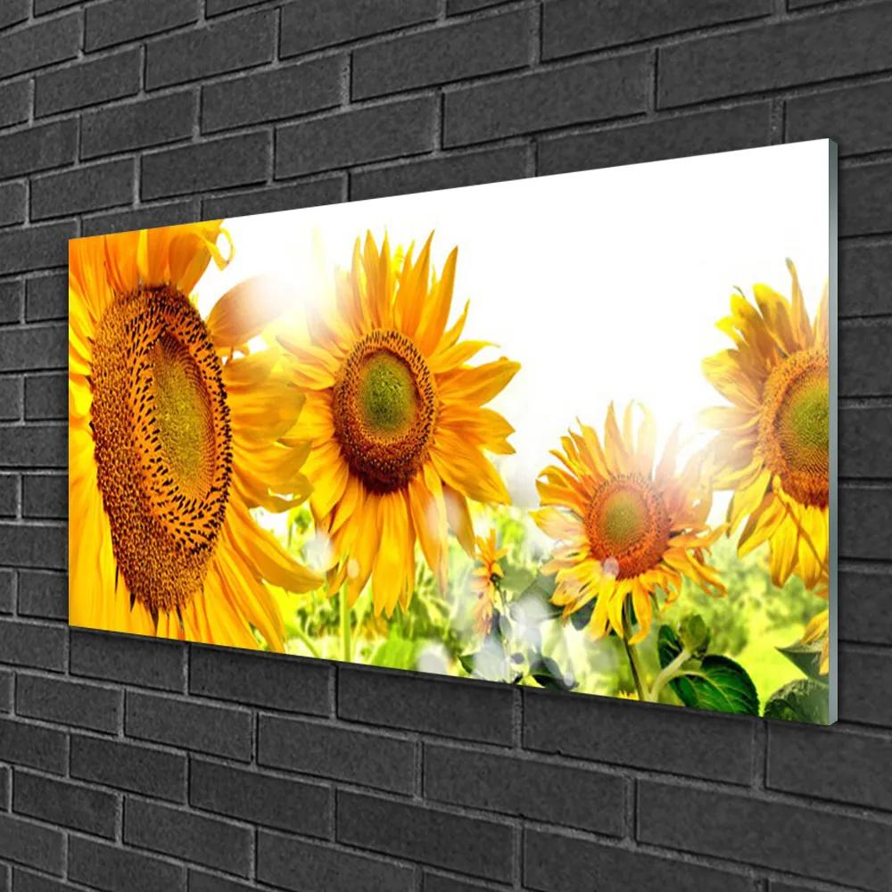 Skleneny obraz Slnečnica kvet rastlina 120x60 cm