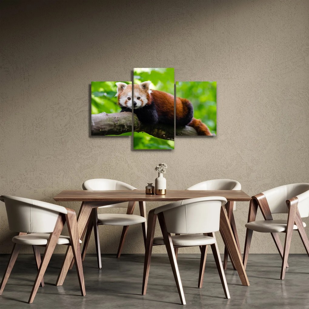 Obraz pandy červenej (90x60 cm)