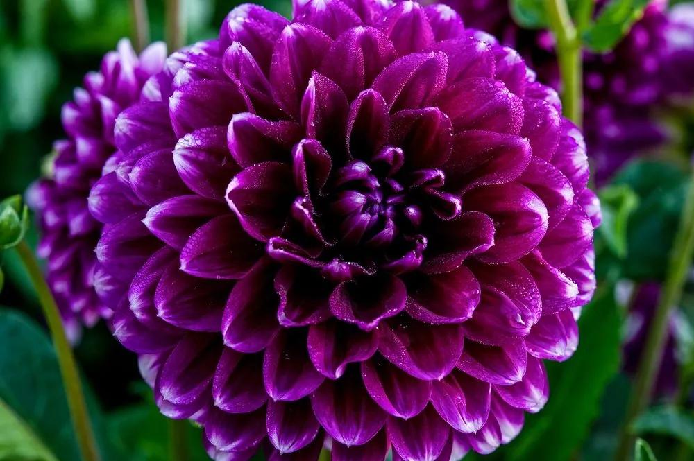 Samolepiaca fototapeta nádherný fialový kvet - 150x100