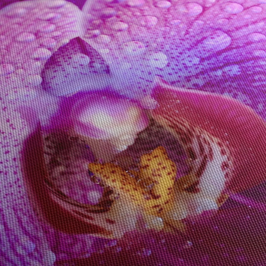 Detailný obraz kvetu orchidey (150x105 cm)