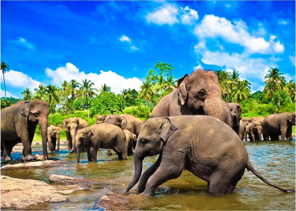 Sklenený obraz - Slony, Sri Lanka (70x50 cm)