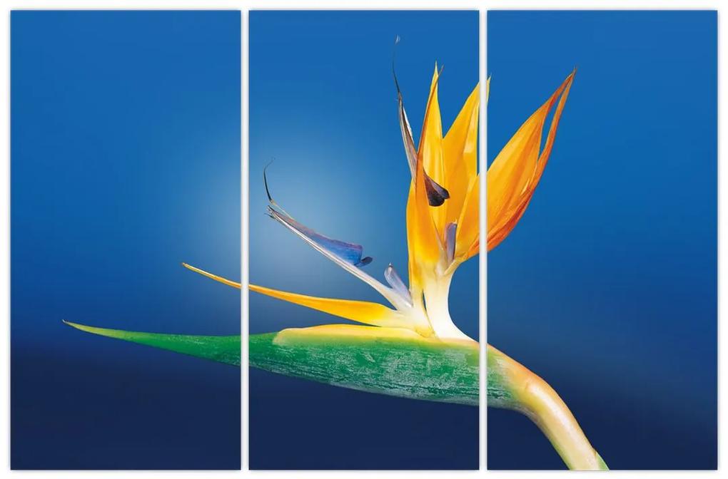 Obraz - detail kvetu