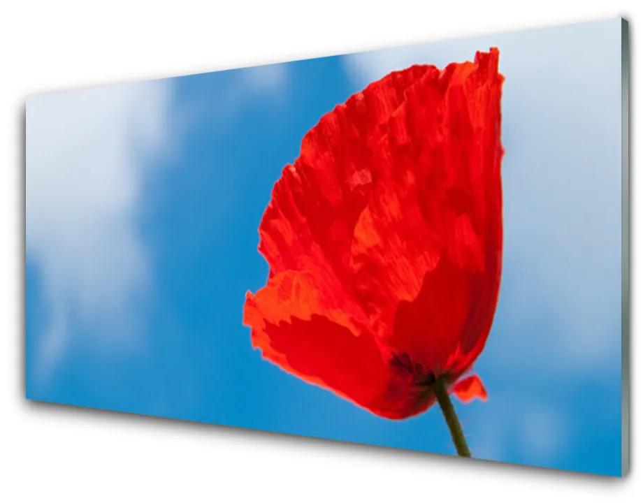 Obraz na akrylátovom skle Tulipán 120x60 cm