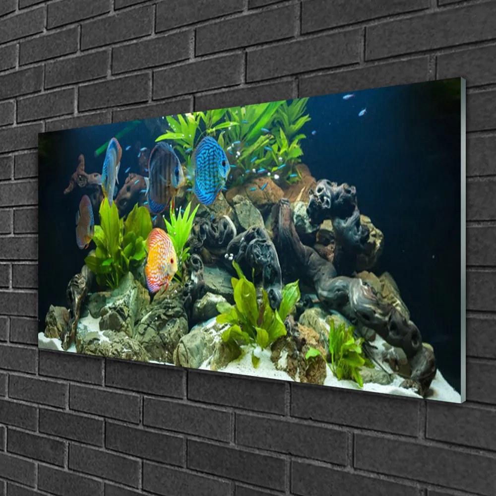 Skleneny obraz Ryba kamene listy príroda 100x50 cm