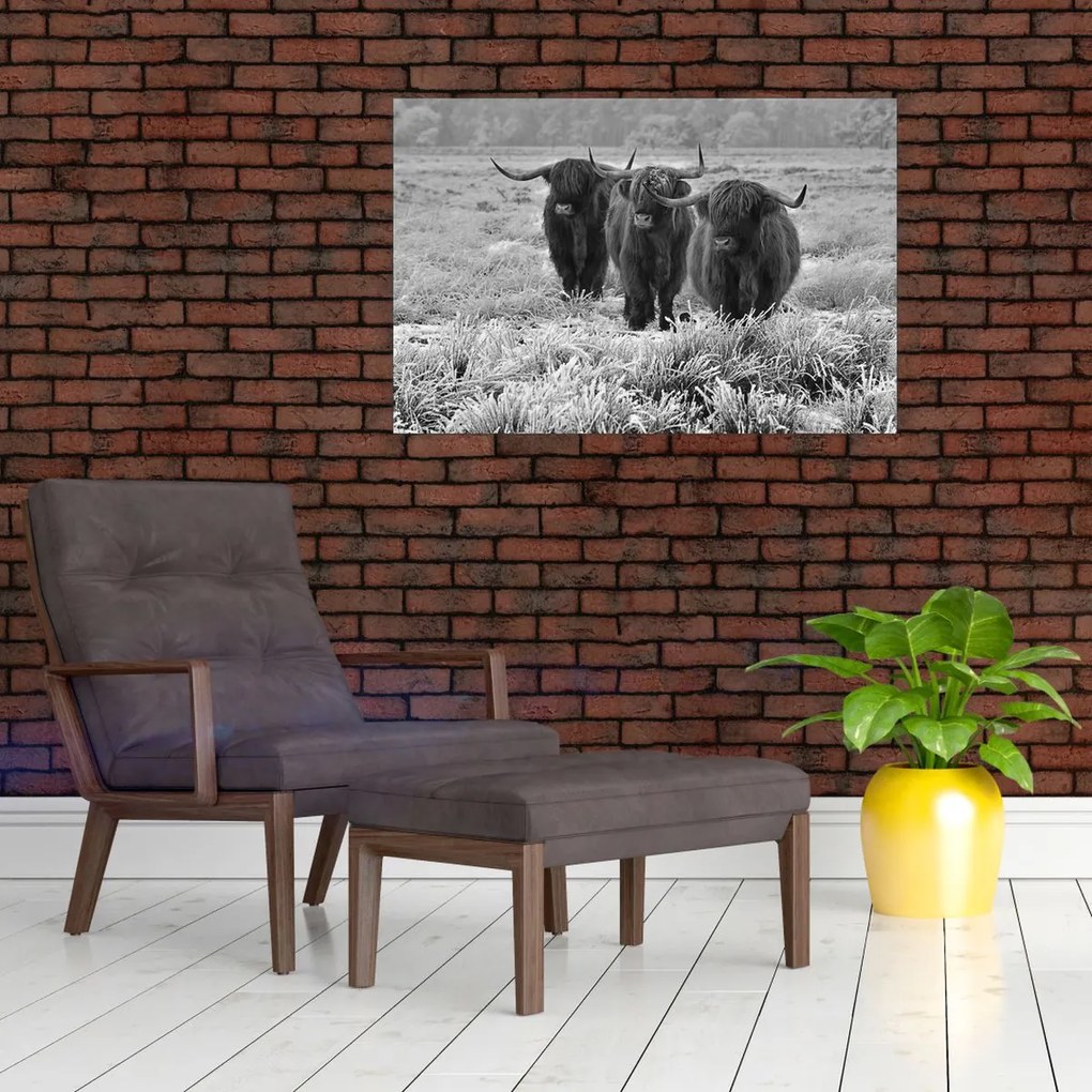Obraz - Škótske kravy (90x60 cm)