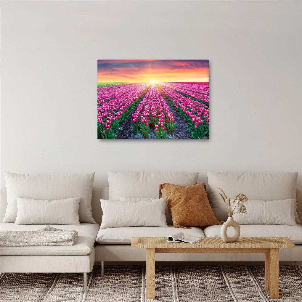 Obraz poľa tulipánov so slnkom (70x50 cm)