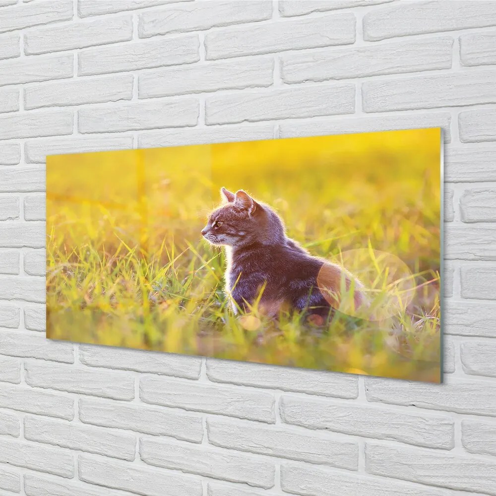 Sklenený obraz lov cat 120x60 cm