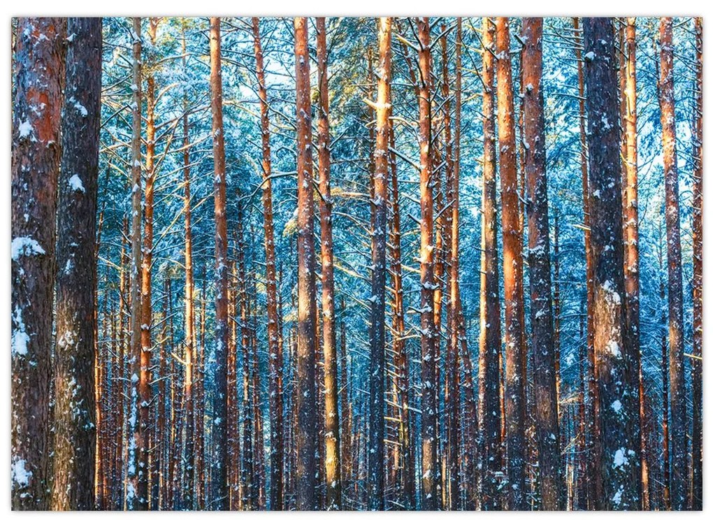 Obraz - Zimný les (70x50 cm)