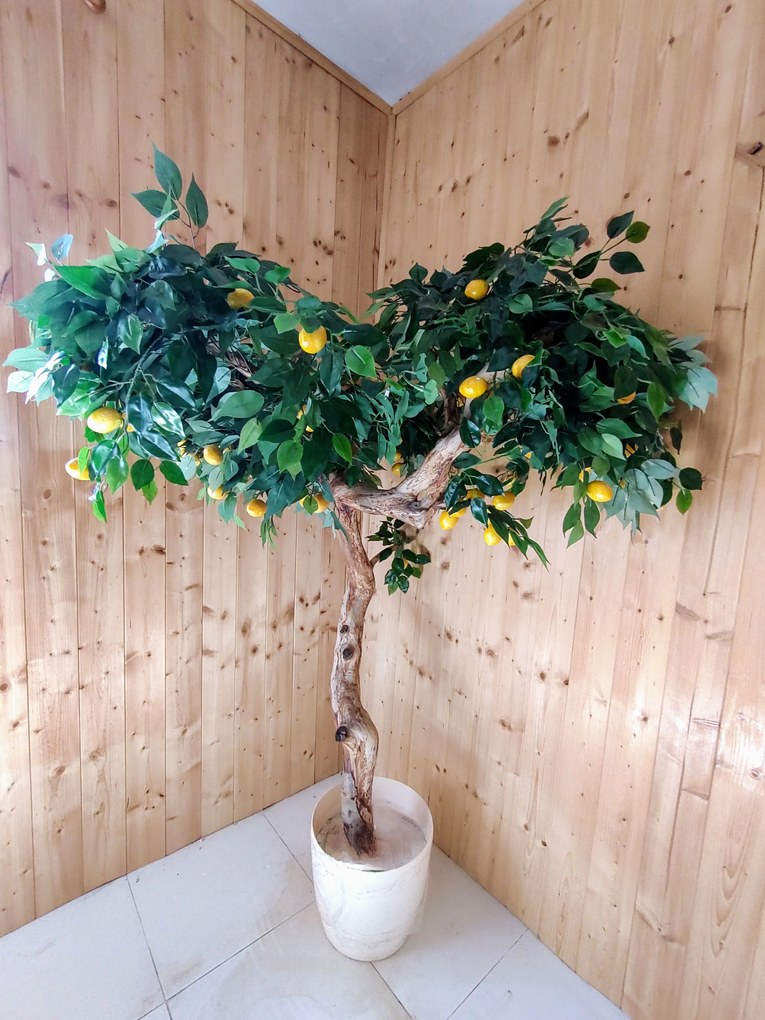 Citrónovník exclusive 180cm