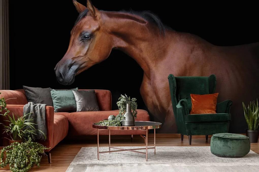 Fototapeta - Hnedý kôň na čiernom pozadí (254x184 cm)