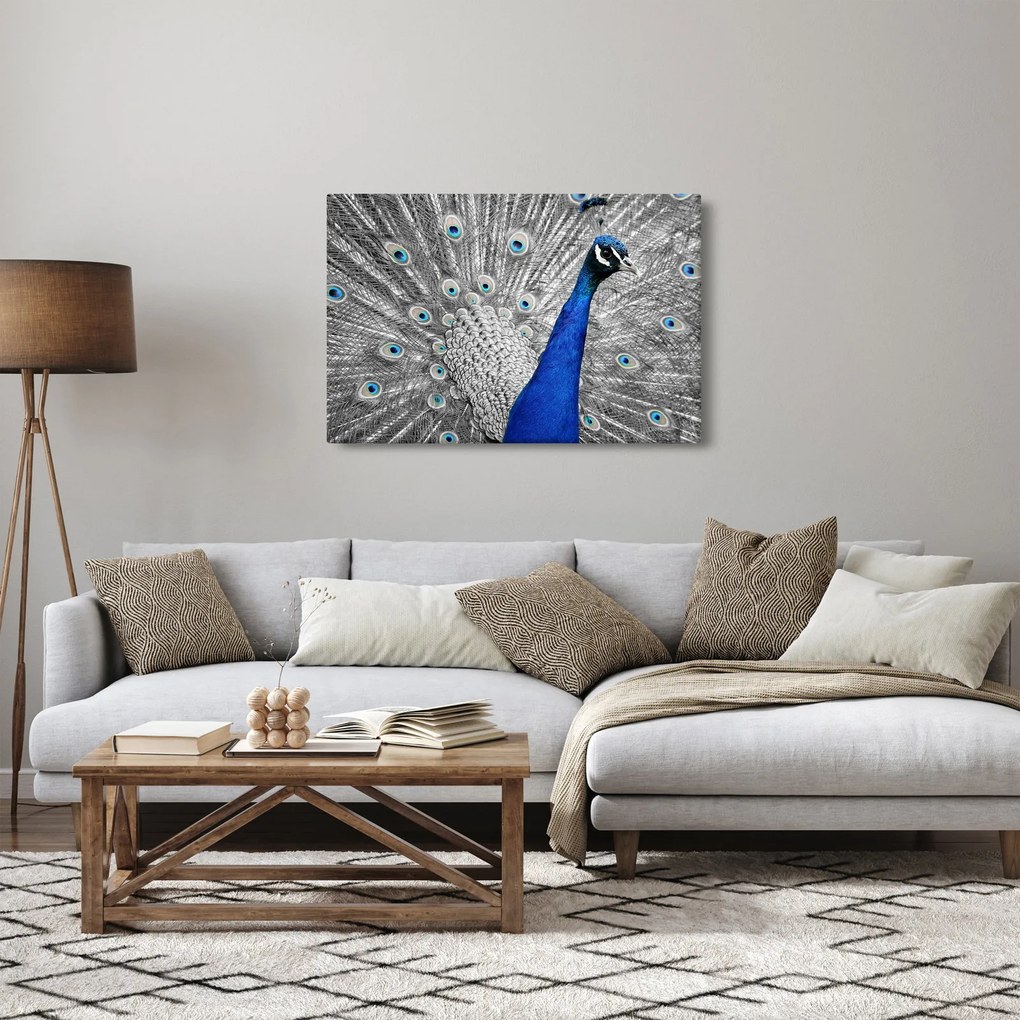 Obraz - modrý páv (90x60 cm)