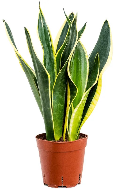 Sansevieria trifasciata Lemon Flame 14x45 cm