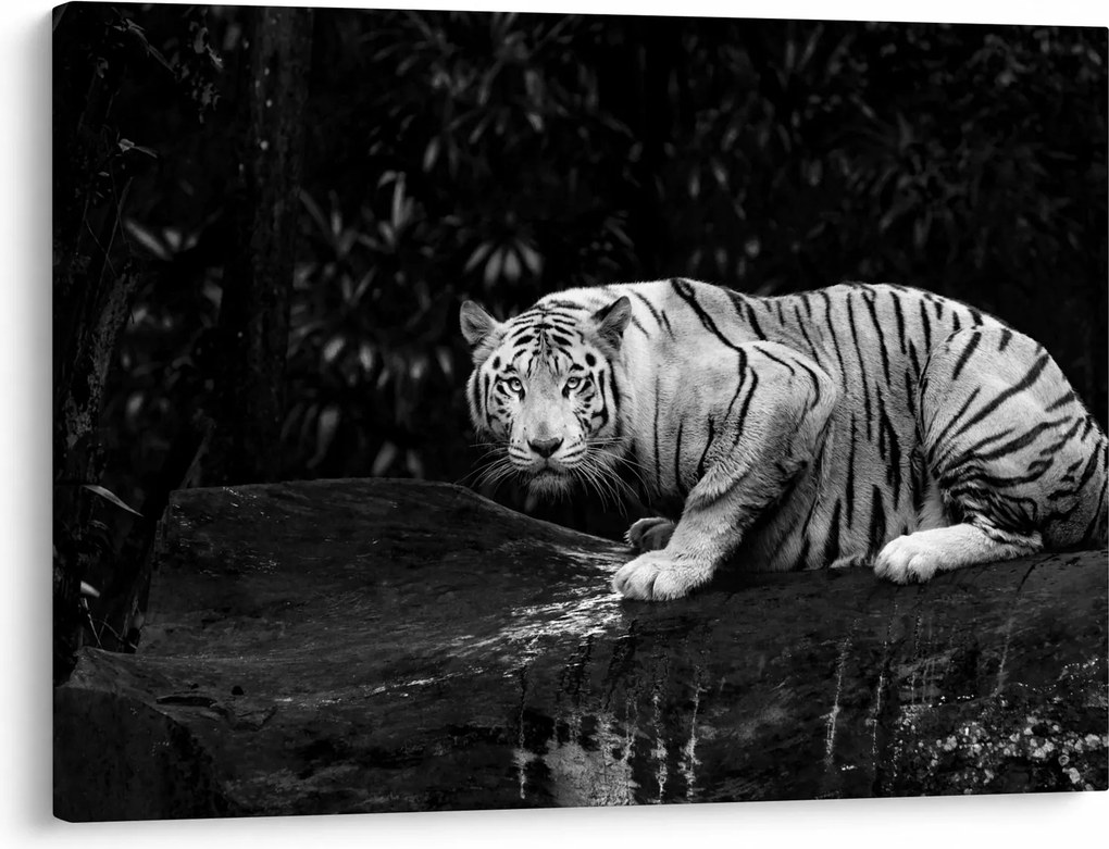 Obraz - Tiger albín, čiernobiely (70x50 cm)