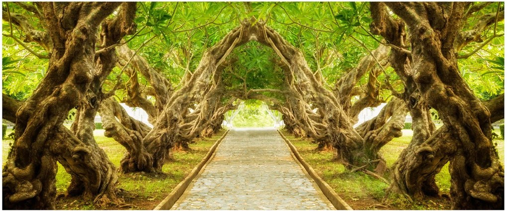 Obraz - Živý tunel z plumérií (120x50 cm)