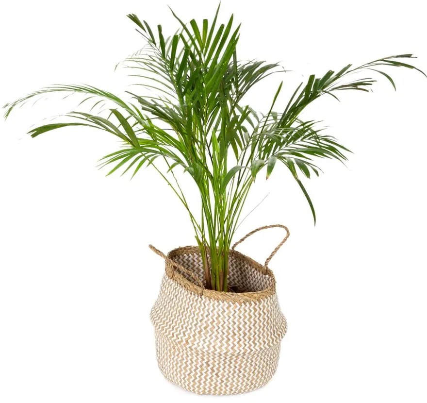 Svetlý úložný košík z morskej trávy Compactor Zic Zac, ⌀ 35 cm