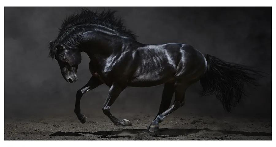 Foto obraz akrylový na stenu Čierny kôň pl-oa-140x70-f-47712826