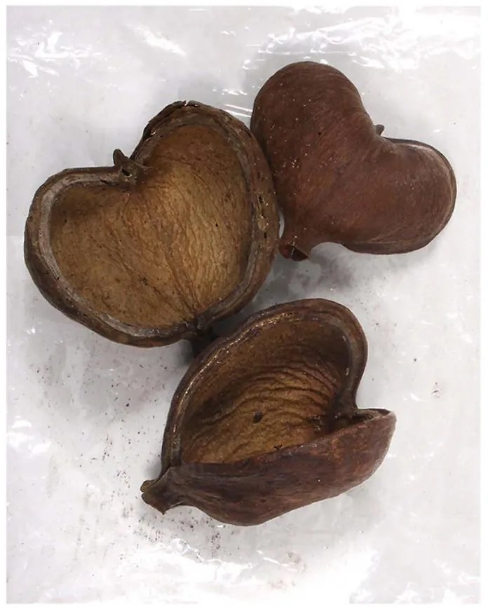 Dekorácie sušiny buddha pods prírodná 3ks