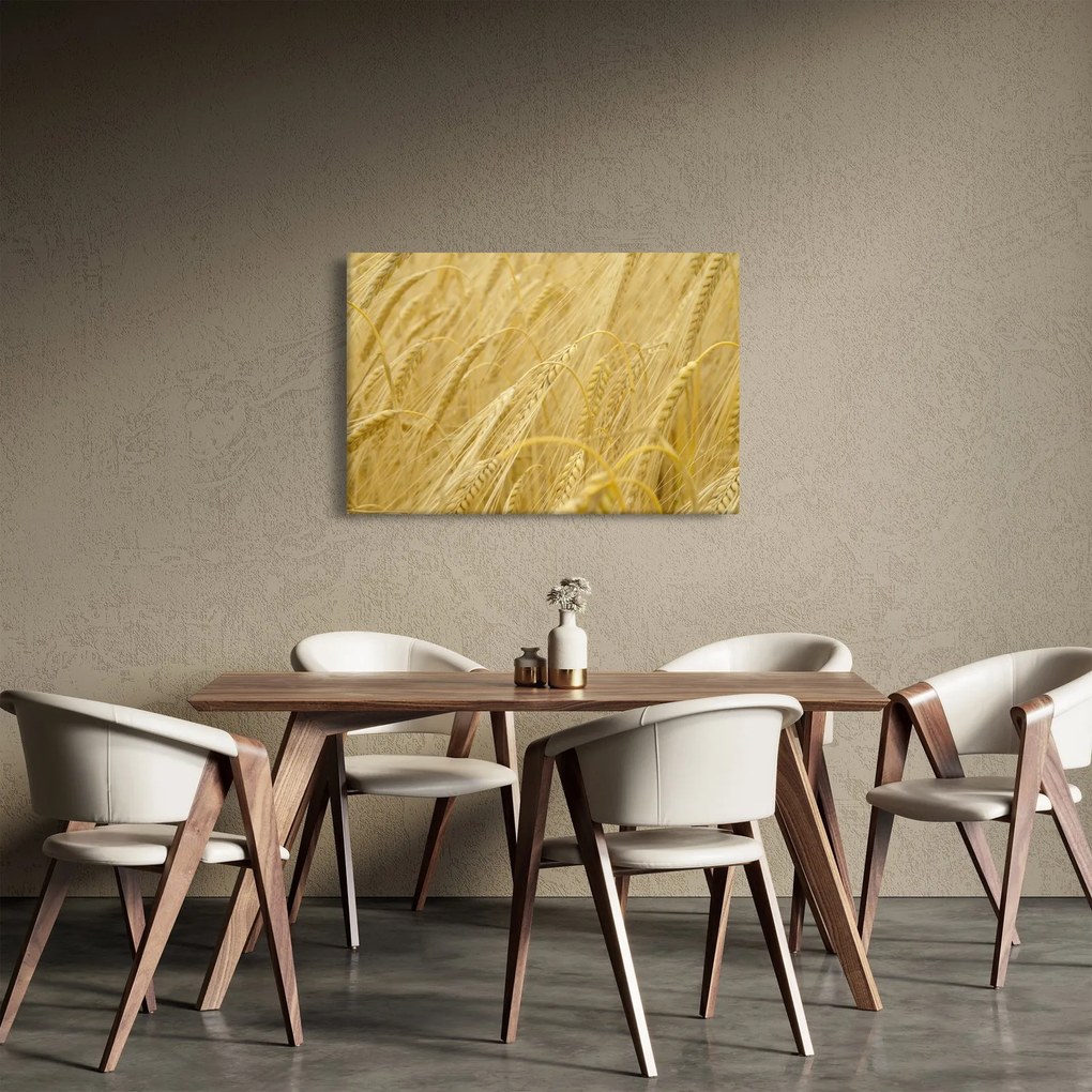 Obraz - Jačmeň (90x60 cm)