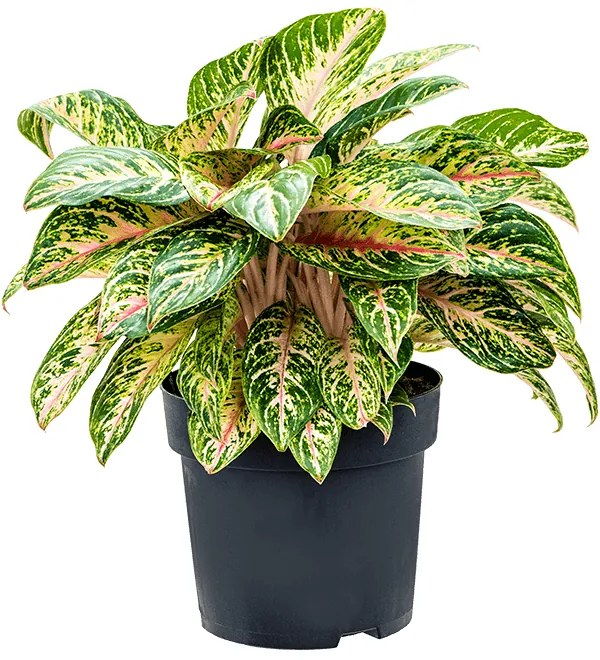 Aglaonema Cocomelon 30x65 cm