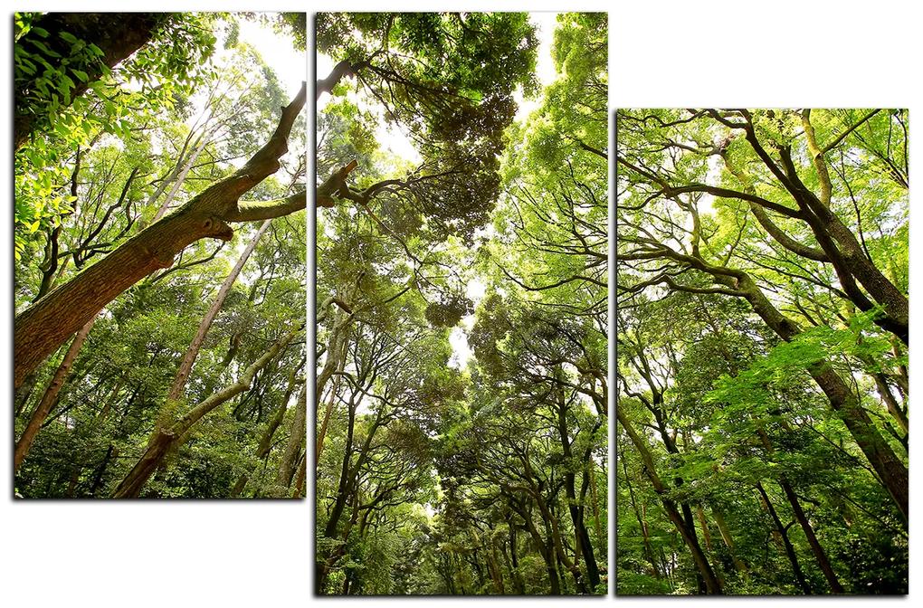 Obraz na plátne - Zelené stromy v lese 1194D (150x100 cm)