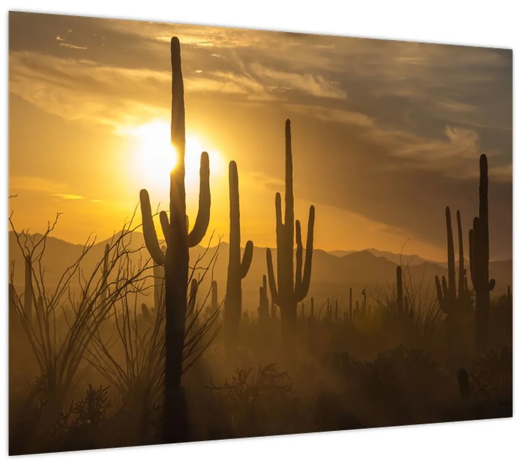 Sklenený obraz - Kaktusy Saguaro (70x50 cm)