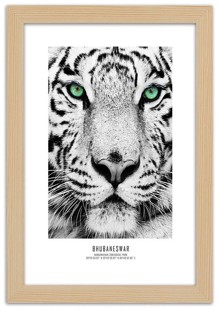 Gario Plagát Biely tiger Farba rámu: Bez rámu, Rozmery: 30 x 45 cm