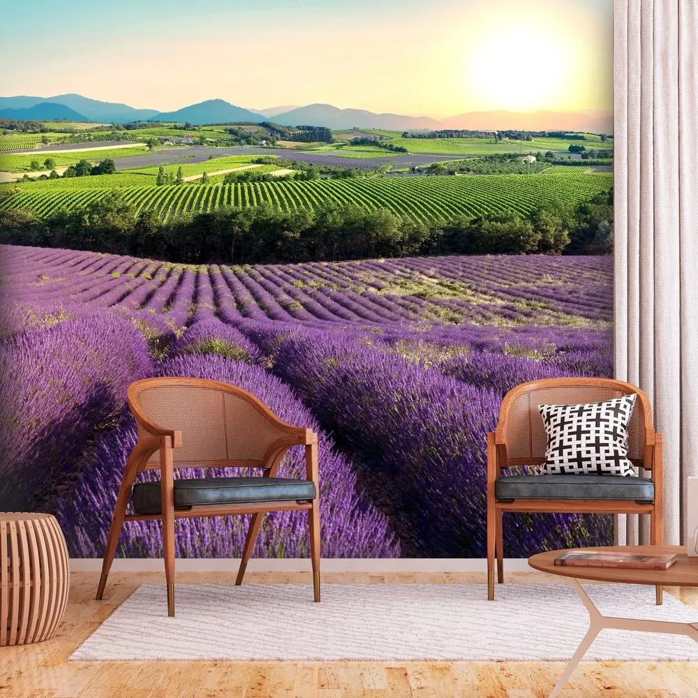 Fototapeta krajina plná levandule - Lavender Field