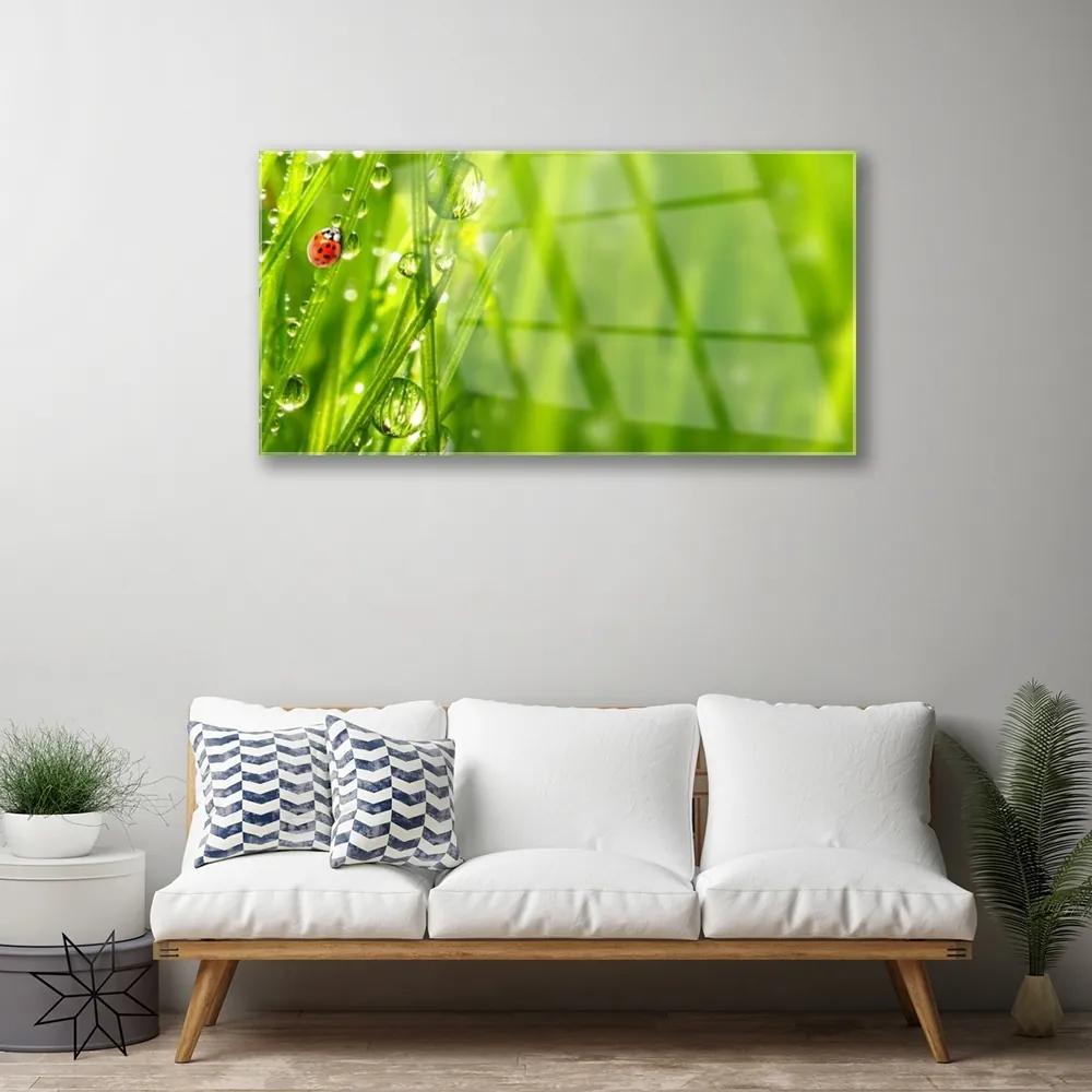 Skleneny obraz Tráva lienka príroda 125x50 cm