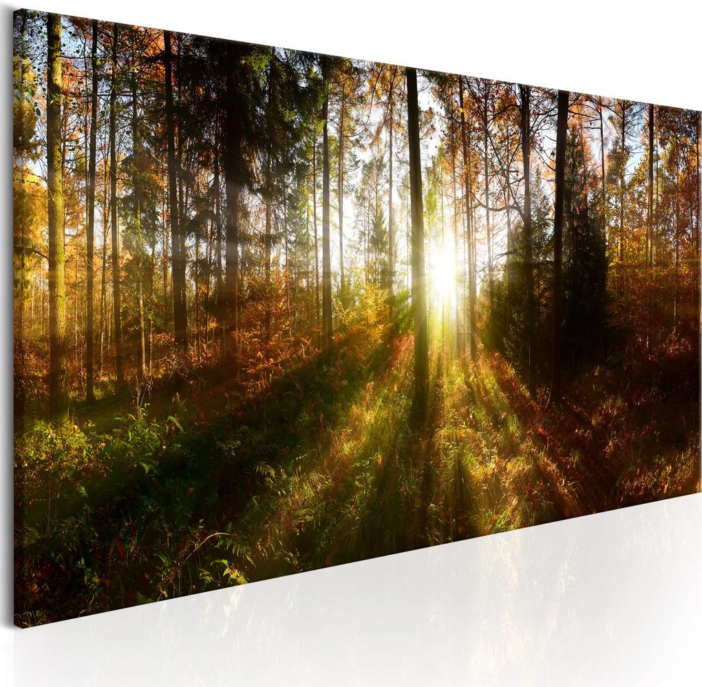 Obraz - Beautiful Forest 150x50