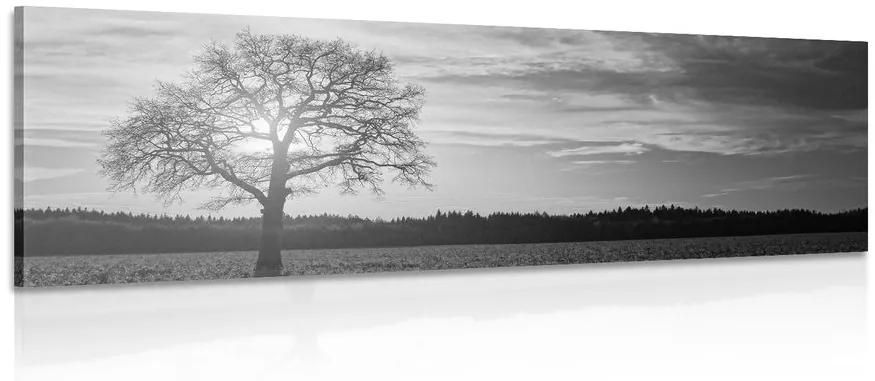 Obraz osamelého stromu v čiernobielom prevedení Varianta: 120x40