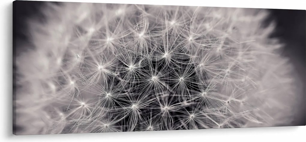 Obraz púpavy (120x50 cm)