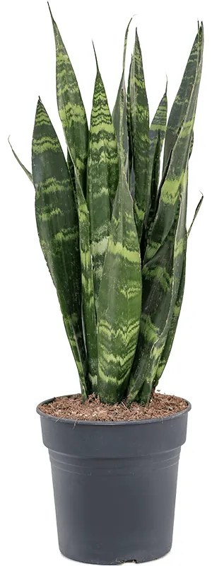 Sansevieria coral black tuft pots.19x65 cm