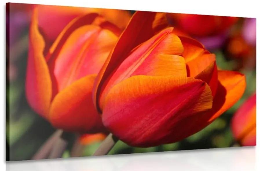 Obraz nádherné tulipány na lúke Varianta: 60x40