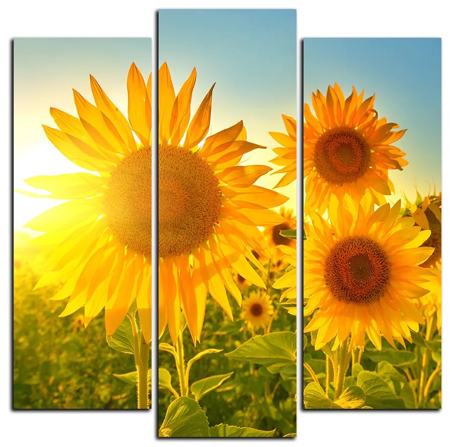 Obraz na plátne - Slnečnice v lete - štvorec 3145C (75x75 cm)