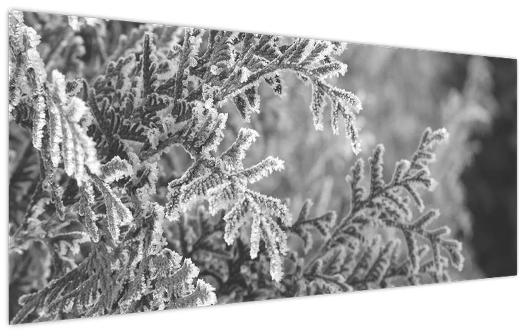 Obraz - Smrekový les (120x50 cm)