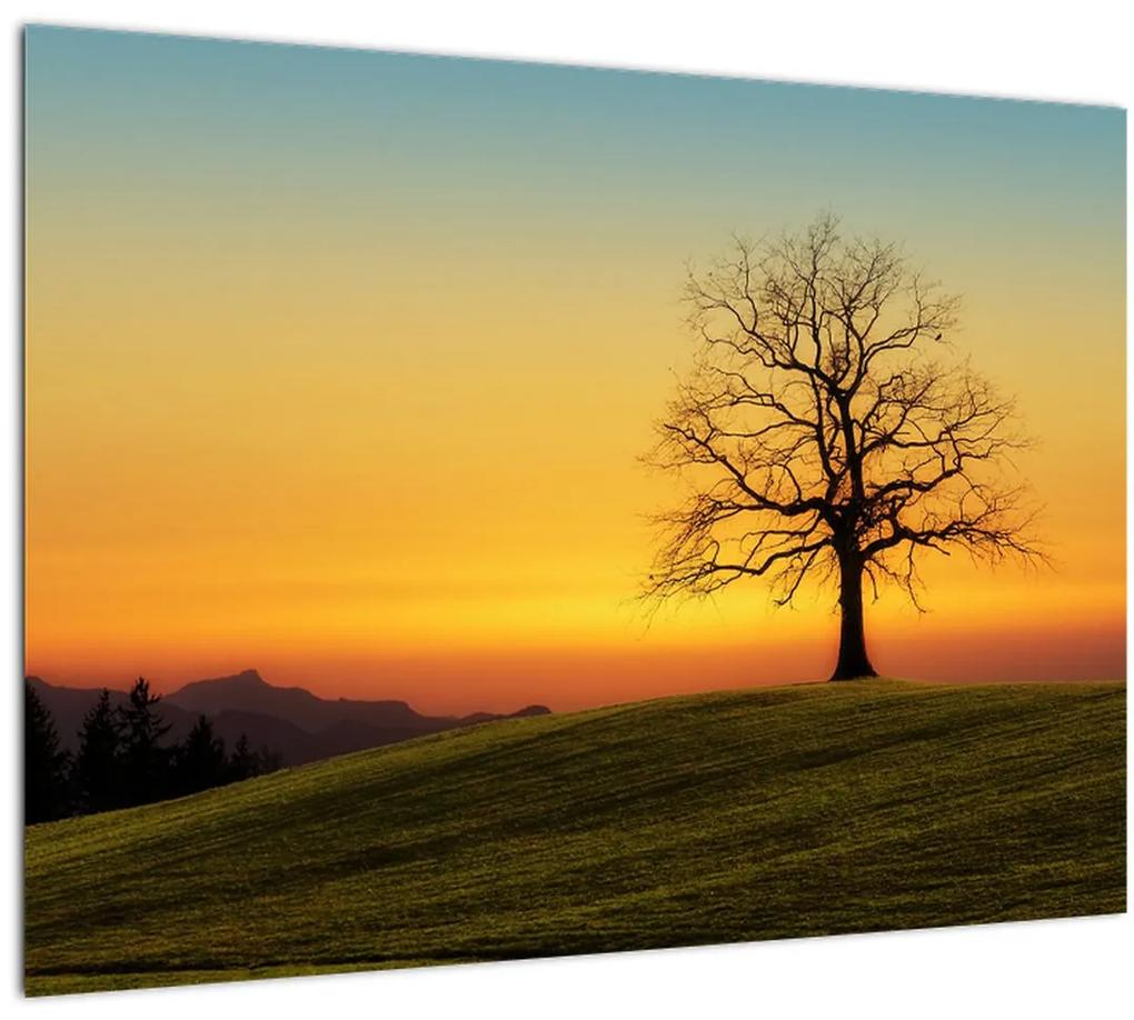 Sklenený obraz stromu na poli (70x50 cm)