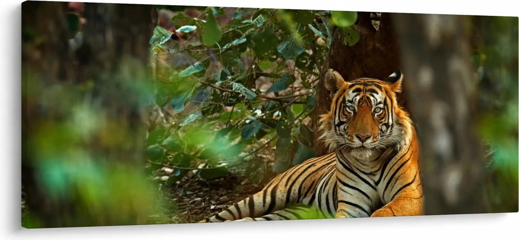 Obraz odpočívajúceho tigra (120x50 cm)
