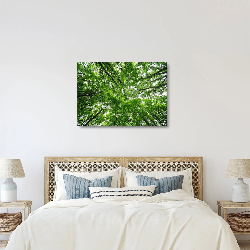 Sklenený obraz - Pohľad do korún stromov (70x50 cm)